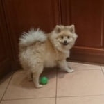 Подробнее об объявлении «Пропала собака кобель Самара» Фото: пропала собака Немецкий шпиц «Пропала собака кобель Самара» в г. Самара