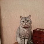 Подробнее об объявлении «Раменское Пропал кот» Фото: пропала кошка Британская короткошерстная «Раменское Пропал кот» в г. Раменское