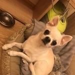 Подробнее об объявлении «Пропала собака кобель  Химки» Фото: пропала собака Чихуахуа «Пропала собака кобель  Химки» в г. Химки