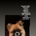 Подробнее об объявлении «Пропала собака кобель Уфа» Фото: пропала собака Померанский шпиц «Пропала собака кобель Уфа» в г. Уфа