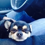 Подробнее об объявлении «Пропала собака кобель Санкт-Петербург» Фото: пропала собака Чихуахуа «Пропала собака кобель Санкт-Петербург» в г. Санкт-Петербург