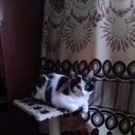 Подробнее об объявлении «Екатеринбург Пропала кошка» Фото: пропала кошка  «Екатеринбург Пропала кошка» в г. Екатеринбург