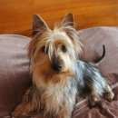 Подробнее об объявлении «Санкт-Петербург Пропала собака кобель щенок австралийского терьера» Фото: пропала собака Австралийский терьер «Санкт-Петербург Пропала собака кобель щенок...» в г. Санкт-Петербург