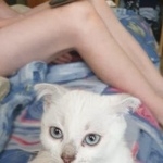 Подробнее об объявлении «Москва Найден кот вислоухий котёнок» Фото: найдена кошка  «Москва Найден кот вислоухий котёнок» в г. Москва