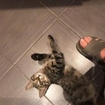 Подробнее об объявлении «Москва Найден кот» Фото: найдена кошка  «Москва Найден кот» в г. Москва