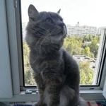 Подробнее об объявлении «Москва Найден кот серый орехово-борисово» Фото: найдена кошка  «Москва Найден кот серый орехово-борисово» в г. Москва