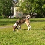 Подробнее об объявлении «Пропала собака Санкт-Петербург» Фото: пропала собака  «Пропала собака Санкт-Петербург» в г. Санкт-Петербург