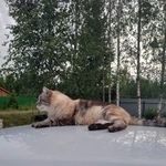 Подробнее об объявлении «Пропал кот Санкт-Петербург» Фото: пропала кошка  «Пропал кот Санкт-Петербург» в г. Санкт-Петербург