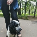 Подробнее об объявлении «Лобня Найдена собака кобель» Фото: найдена собака Английский кокер-спаниель «Лобня Найдена собака кобель» в г. Лобня