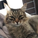 Подробнее об объявлении «Пропал кот на 46 км трассы екатеринбург - серов Новоуральск (Свердловская обл.)» Фото: пропала кошка Сибирская «Пропал кот на 46 км трассы екатеринбург - серов...» в г. Новоуральск (Свердловская обл.)