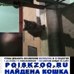 Подробнее об объявлении «Москва Найдена кошка, (бибирево, коненкова)» Фото: найдена кошка  «Москва Найдена кошка, (бибирево, коненкова)» в г. Москва