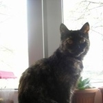 Подробнее об объявлении «Пропала кошка метро кузьминки Москва» Фото: пропала кошка  «Пропала кошка метро кузьминки Москва» в г. Москва