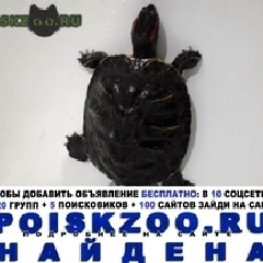Подробнее об объявлении «Найдено домашнее животное красноухая черепаха Нижний Новгород» Фото: найдено другое животное  «Найдено домашнее животное красноухая черепаха...» в г. Нижний Новгород