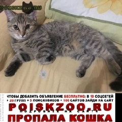 Подробнее об объявлении «Иваново Пропала кошка кошечка, возраст мес» Фото: пропала кошка  «Иваново Пропала кошка кошечка, возраст мес» в г. Иваново
