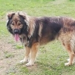 Подробнее об объявлении «Псков Найдена собака кобель» Фото: найдена собака  «Псков Найдена собака кобель» в г. Псков