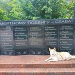 Подробнее об объявлении «Пропала собака Самара» Фото: пропала собака Сибирская хаски «Пропала собака Самара» в г. Самара