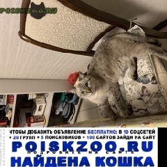 Подробнее об объявлении «Найдена кошка Уфа» Фото: найдена кошка  «Найдена кошка Уфа» в г. Уфа