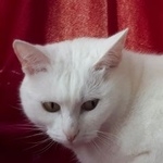 Подробнее об объявлении «Шереметьевский Пропал кот белый» Фото: пропала кошка  «Шереметьевский Пропал кот белый» в г. Шереметьевский