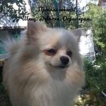 Подробнее об объявлении «Лазаревское Пропала собака помогите найти члена семьи.» Фото: пропала собака Померанский шпиц «Лазаревское Пропала собака помогите найти члена...» в г. Лазаревское
