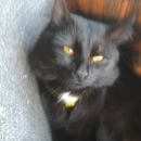 Подробнее об объявлении «Пропал кот Оренбург» Фото: пропала кошка  «Пропал кот Оренбург» в г. Оренбург