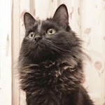 Подробнее об объявлении «Пропала кошка Москва» Фото: пропала кошка  «Пропала кошка Москва» в г. Москва