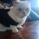 Подробнее об объявлении «Москва Найдена кошка» Фото: найдена кошка  «Москва Найдена кошка» в г. Москва