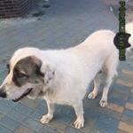 Подробнее об объявлении «Найдена собака Химки» Фото: найдена собака  «Найдена собака Химки» в г. Химки