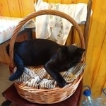 Подробнее об объявлении «Найден кот снт березка Электросталь» Фото: найдена кошка  «Найден кот снт березка Электросталь» в г. Электросталь