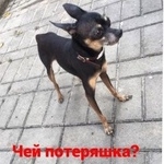 Подробнее об объявлении «Найдена собака Ростов-на-Дону» Фото: найдена собака Той-терьер «Найдена собака Ростов-на-Дону» в г. Ростов-на-Дону