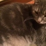 Подробнее об объявлении «Пропал кот умоляю помогите найти кота   Москва» Фото: пропала кошка  «Пропал кот умоляю помогите найти кота   Москва» в г. Москва