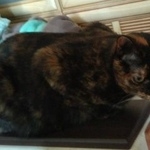 Подробнее об объявлении «Электроугли Пропала кошка» Фото: пропала кошка  «Электроугли Пропала кошка» в г. Электроугли