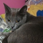 Подробнее об объявлении «Пропала кошка русская голубая Москва» Фото: пропала кошка Русская голубая «Пропала кошка русская голубая Москва» в г. Москва