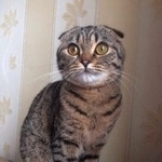 Подробнее об объявлении «Пермь Пропала кошка» Фото: пропала кошка  «Пермь Пропала кошка» в г. Пермь