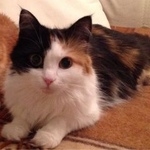 Подробнее об объявлении «Лобня Пропала кошка на рогачевском шоссе/» Фото: пропала кошка  «Лобня Пропала кошка на рогачевском шоссе/» в г. Лобня