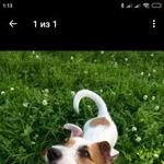 Подробнее об объявлении «Пропала собака спб парк победы Санкт-Петербург» Фото: пропала собака Джек рассел терьер «Пропала собака спб парк победы Санкт-Петербург» в г. Санкт-Петербург