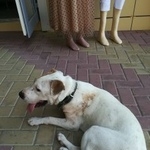 Подробнее об объявлении «Геленджик Найдена собака» Фото: найдена собака  «Геленджик Найдена собака» в г. Геленджик