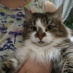 Подробнее об объявлении «Чехов Пропала кошка днп прудки, д. прудки» Фото: пропала кошка  «Чехов Пропала кошка днп прудки, д. прудки» в г. Чехов