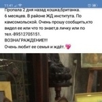 Подробнее об объявлении «Курган Пропала кошка» Фото: пропала кошка  «Курган Пропала кошка» в г. Курган