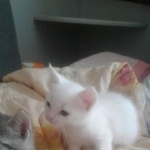 Подробнее об объявлении «Найдена кошка Курган» Фото: найдена кошка  «Найдена кошка Курган» в г. Курган