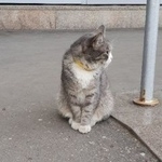 Подробнее об объявлении «Москва Найдена кошка / кот, в желтом ошейнике» Фото: найдена кошка  «Москва Найдена кошка / кот, в желтом ошейнике» в г. Москва