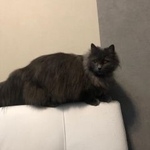 Подробнее об объявлении «Пропала кошка дымчатый окрас Москва» Фото: пропала кошка  «Пропала кошка дымчатый окрас Москва» в г. Москва