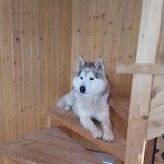 Подробнее об объявлении «Пропала собака кобель породы сибирский хаски Касимов» Фото: пропала собака Сибирская хаски «Пропала собака кобель породы сибирский хаски...» в г. Касимов