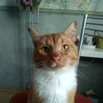Подробнее об объявлении «Москва Найден кот рыжий кот, в районе м фили» Фото: найдена кошка  «Москва Найден кот рыжий кот, в районе м фили» в г. Москва