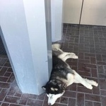 Подробнее об объявлении «Найдена собака кобель породы сибирский хаски Ульяновск» Фото: найдена собака  «Найдена собака кобель породы сибирский хаски...» в г. Ульяновск