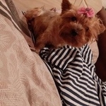 Подробнее об объявлении «Геленджик Пропала собака» Фото: пропала собака Йоркширский терьер «Геленджик Пропала собака» в г. Геленджик