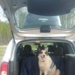 Подробнее об объявлении «Пропала собака Санкт-Петербург» Фото: пропала собака Сибирская хаски «Пропала собака Санкт-Петербург» в г. Санкт-Петербург