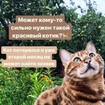 Подробнее об объявлении «Найден кот предположительно 1год Голицыно (Московская обл.)» Фото: найдена кошка Бенгальская «Найден кот предположительно 1год Голицыно...» в г. Голицыно (Московская обл.)