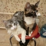 Подробнее об объявлении «Пропала кошка Москва» Фото: пропала кошка  «Пропала кошка Москва» в г. Москва