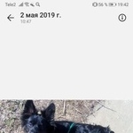 Подробнее об объявлении «Тюмень Пропала собака кобель» Фото: пропала собака  «Тюмень Пропала собака кобель» в г. Тюмень