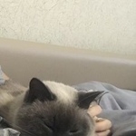 Подробнее об объявлении «Пропала кошка Москва» Фото: пропала кошка Сиамская «Пропала кошка Москва» в г. Москва